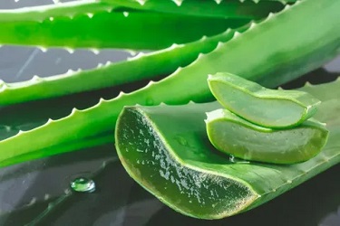تصویر 5 از قیمت خرید برگ آلوئه ورا عمده + فروش ویژه